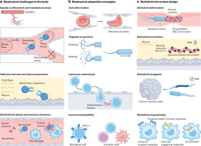 natrevbioeng's tweet photo. Biophysics-informed design of biohybrid microrobots https://t.co/zKhaJKbu7B https://t.co/B0bPSZnuH4
