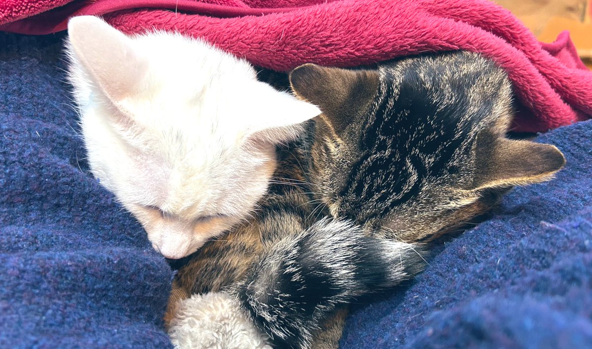 みくるべみえ tweet media