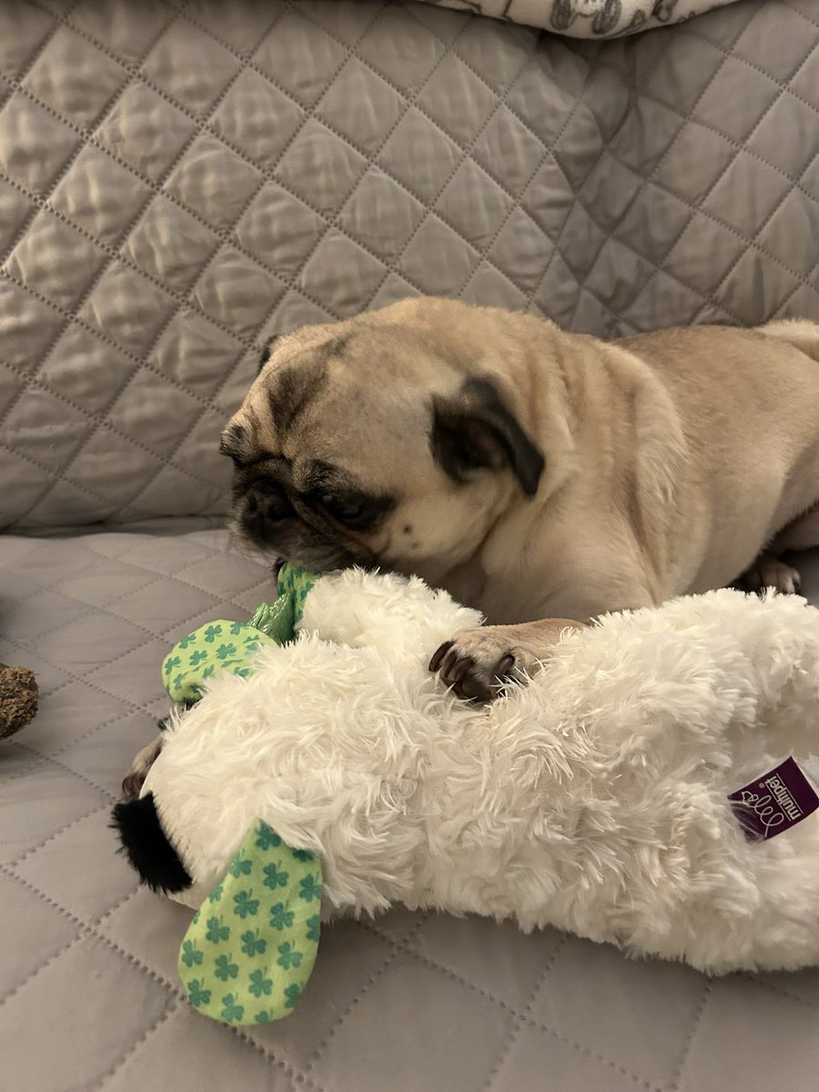 PetuniaMaePug's tweet photo. Goodnight 🌙 friends! Tigger and I hope you had a pawsome day. We are getting some couch 🛋️ time in before it is bedtime.. sweet dreams. 😴 We love you! 🩷 #MissingGranny https://t.co/nKO2QctziA