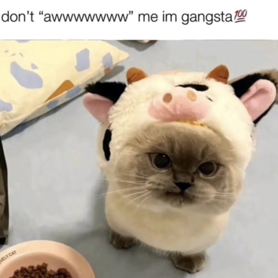 0xCreat0r's tweet photo. Born to be cute.Forced to be gangster. https://t.co/nlID17rnZc