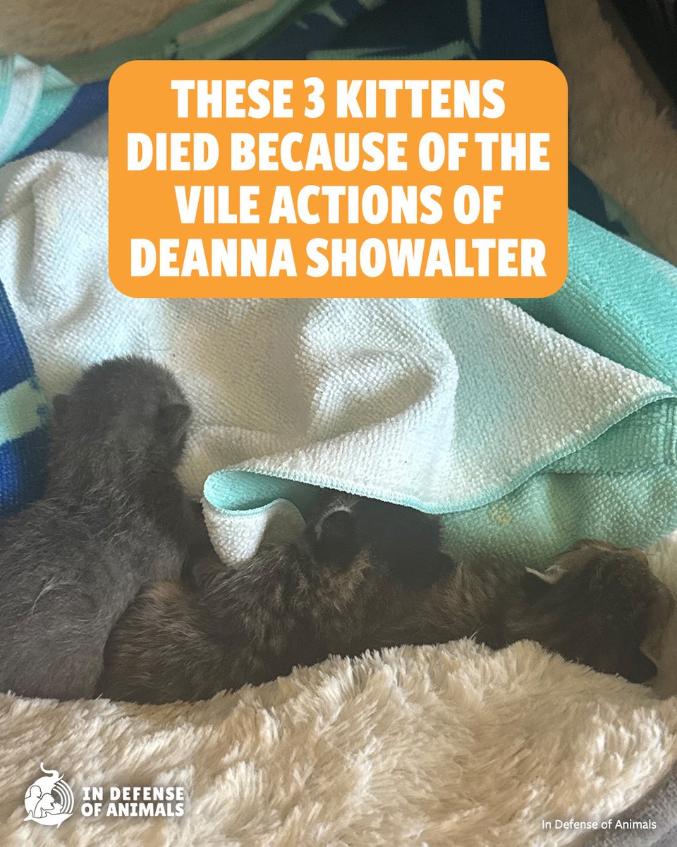 IDAUSA's tweet image. 3 #kittens are dead because of Deanna Showalter’s alleged #AnimalCruelty. One was reportedly fed to a snake in front of students. This is sick, cruel, &amp;amp; unacceptable. Demand justice.
#Texas #cat #cats
Act now: bit.ly/46VrRd6
Pls RT &amp;amp; support bit.ly/4lpk9h7