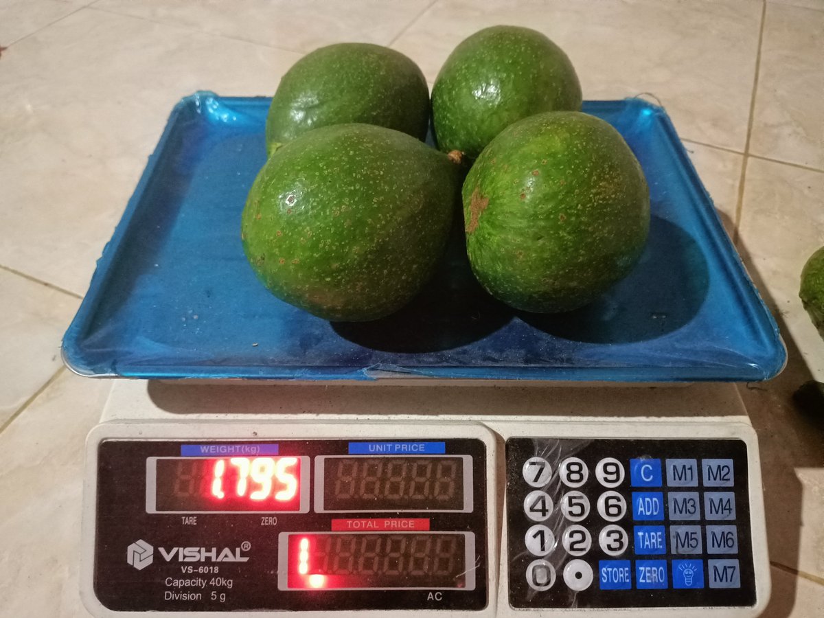 Alpukat hasil panen sendiri. Mari Menanam.