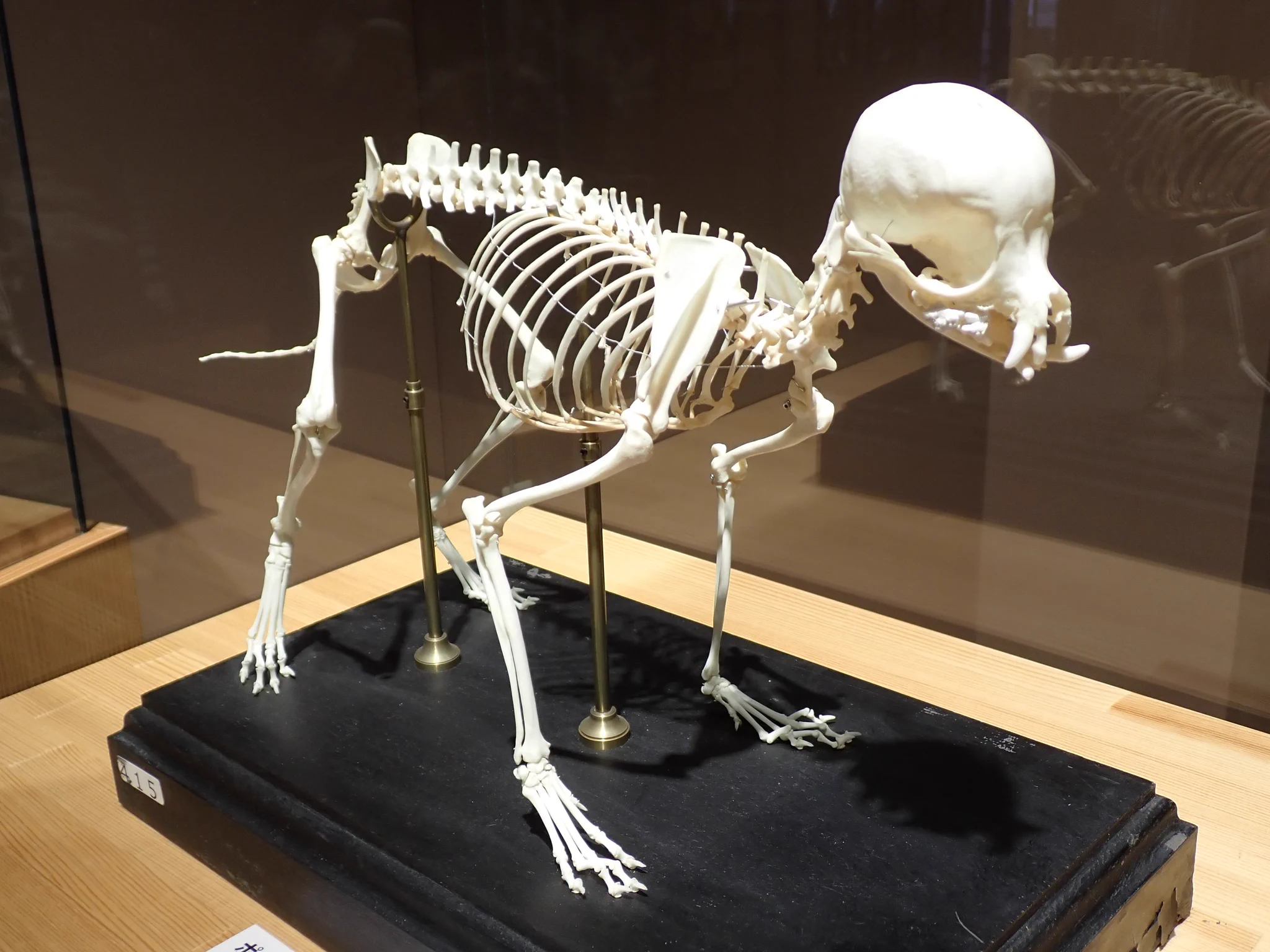 動物骨標本セット 公式】麻布大学 いのちの博物館 on X: 