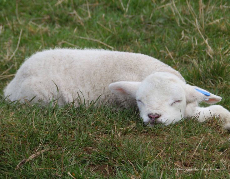 Sheep Daily 🐑 tweet media