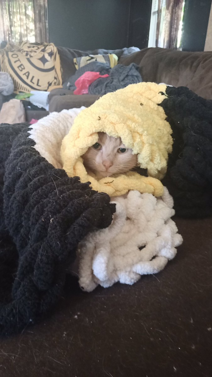 nmso4_'s tweet photo. @Pantera @josemangin @VinniePaulOffic Vinnie Paul the cat in his @steelers blanket https://t.co/vLoMfdZtbt