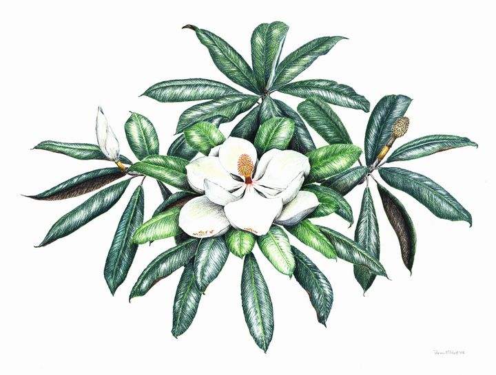 DmitchellArts's tweet photo. Art of the Day! "Southern Magnolia". Buy at: https://t.co/2fO8YblmpL https://t.co/EFJDo5bOMx