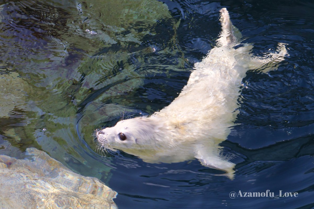 アザモフスキー🦭 tweet media