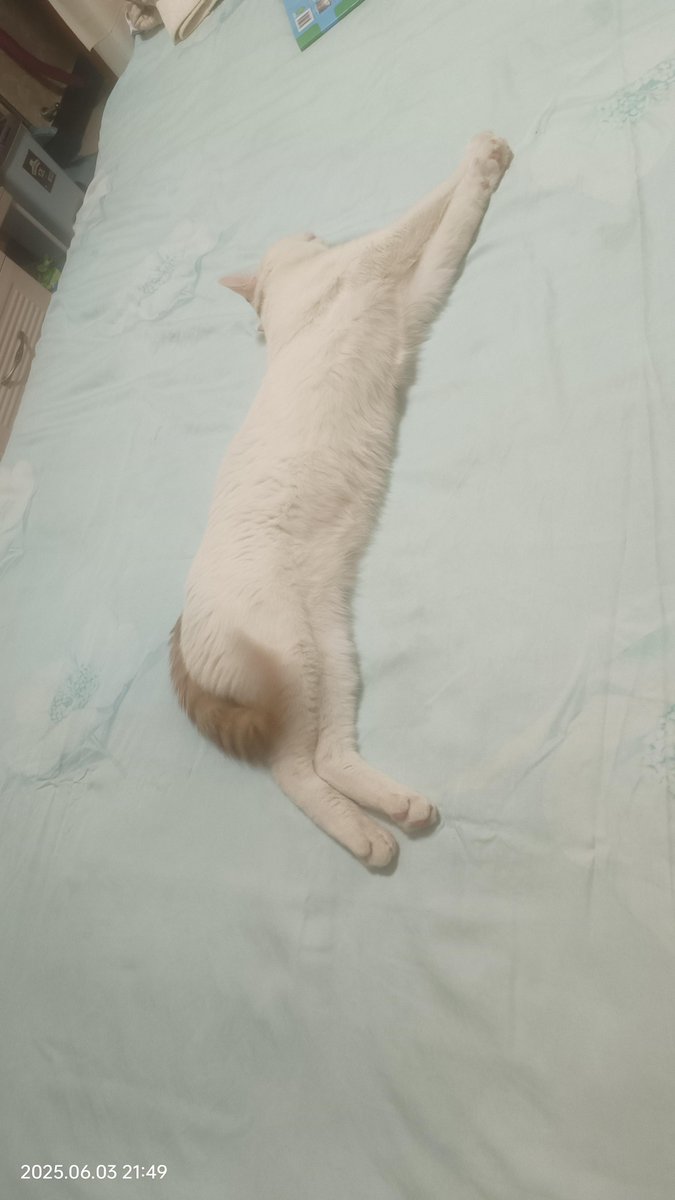 Les3fouFournier's tweet photo. When your meeting notes accidentally include the office cat’s 3am zoomies schedule…  Now HR’s asking if we need a “feline focus group” to approve break times. #OfficeChaos #CatCEO https://t.co/eA2qNi9jbp