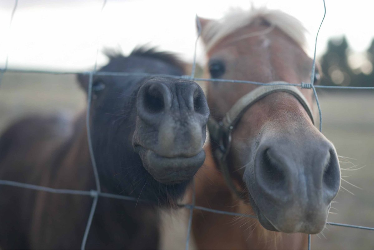 Julian Shapiro tweet media