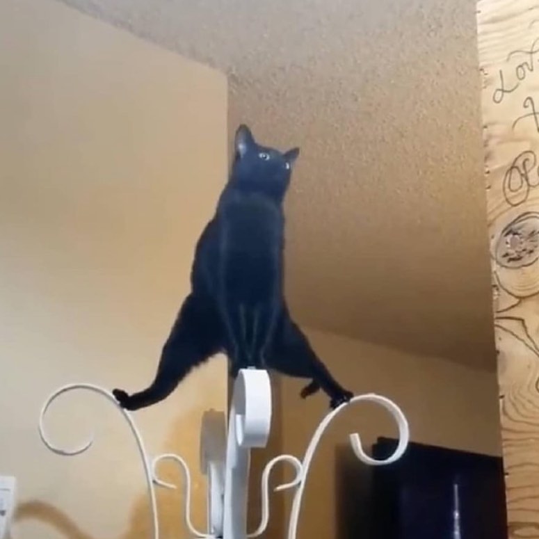 Punch Cat tweet media