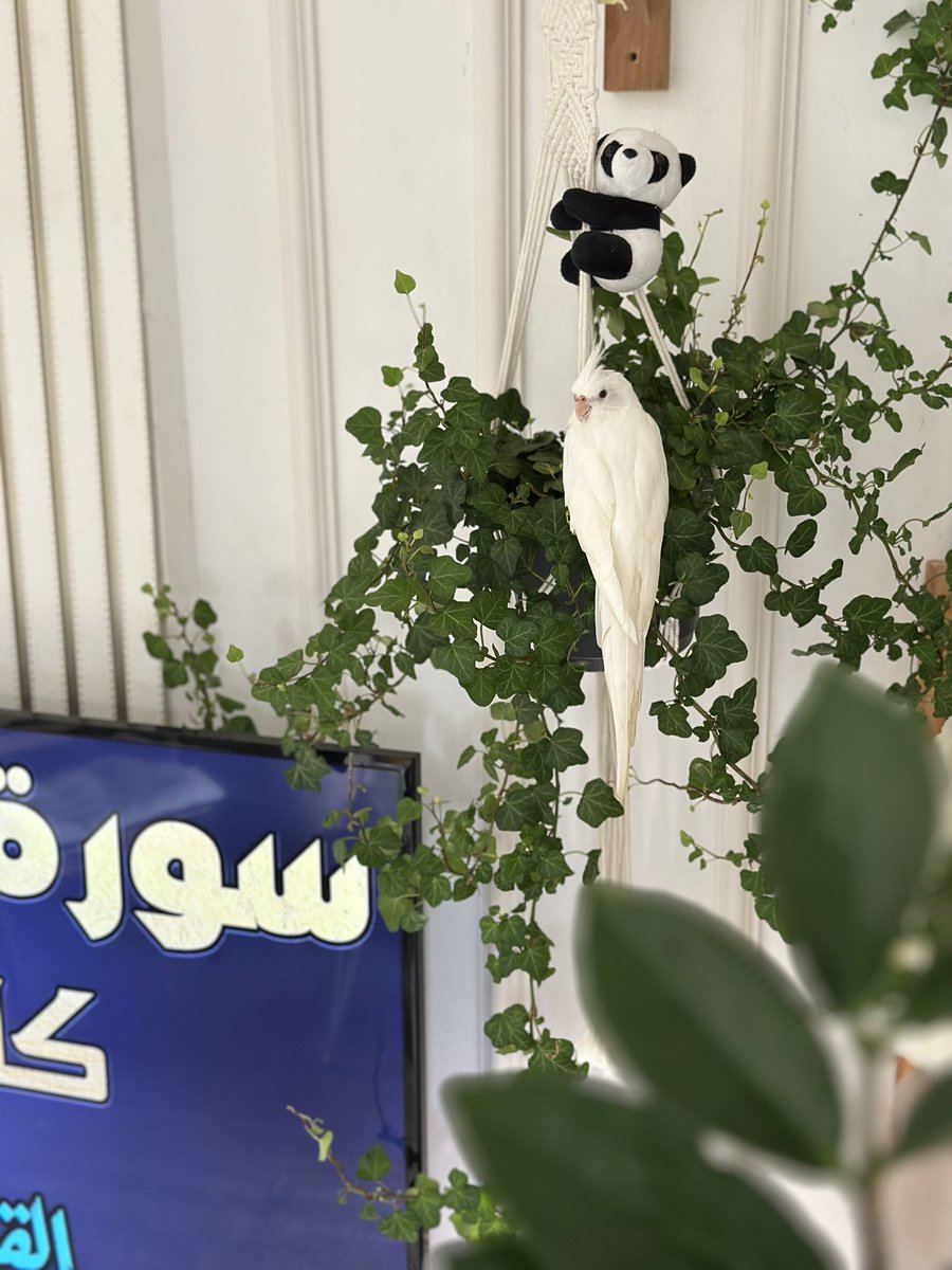 عبدالله tweet media