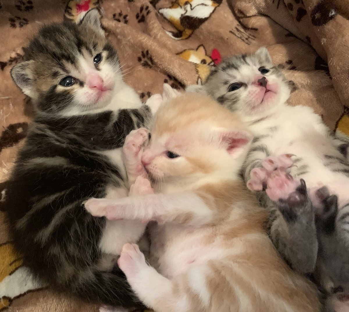 餡掛けチャーハンか中丼…どっちしょ💕