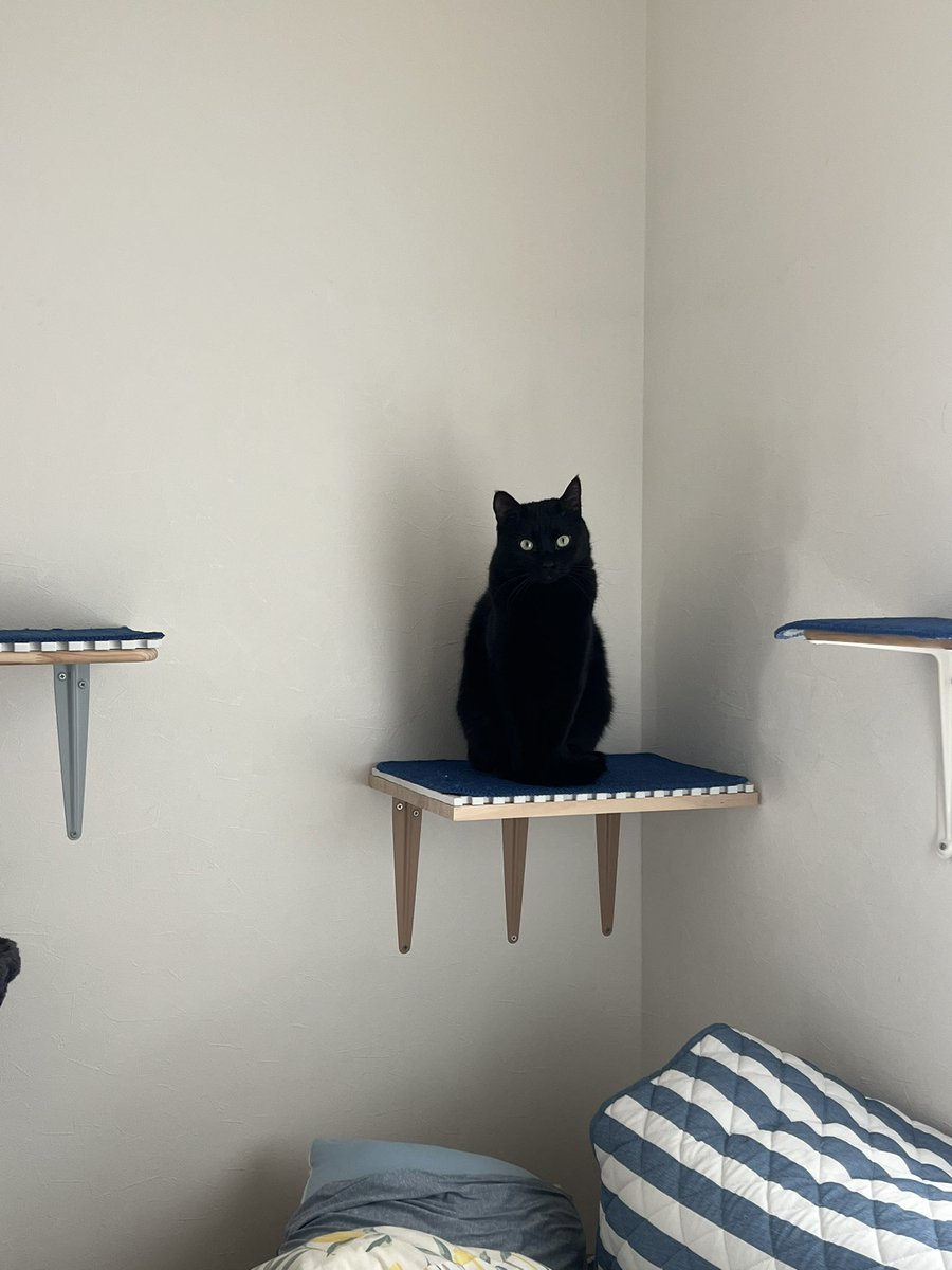 黒猫の置物かと思ったら、そらだった