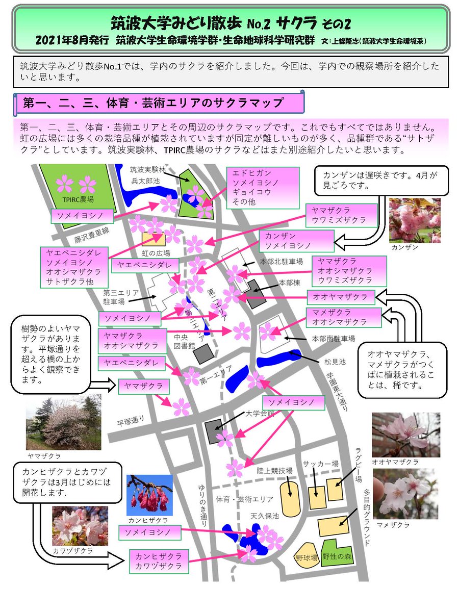 Futureship1's tweet photo. もうすぐ春です！サクラの季節です🌸

生命環境系・上條隆志先生に「サクラマップ」の掲載許可をいただきました。

第一〜第三、体芸エリアまで詳しく掲載されており、多種の桜が楽しめます。

学内を知るいい機会かも？
ぜひマップ片手に散策してみてください！
#筑波大学 #サクラマップ #上條先生 https://t.co/xXkICdZkPn