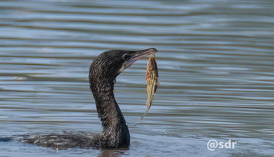 sanshali1's tweet image. Mouth to mouth CPR. #cormorant #fish #cpr #IndiAves @IndiAves @ragnyabhawani #BirdsSeenIn2026 #nikonz8 #nikonphotography #birdphotography #NaturePhotography #Chandigarh #BirdOfTheDay @meeMeenakshi