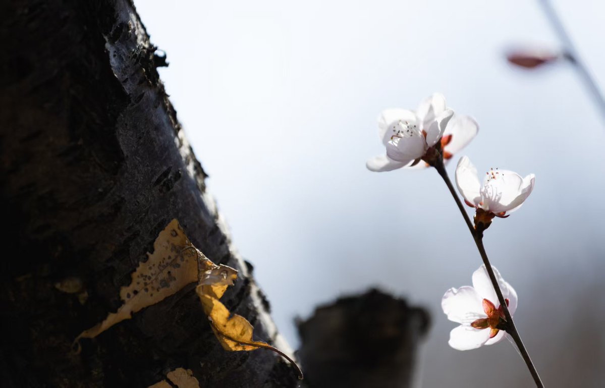 HiGansu's tweet image. 📸🌸As the temprature is rising, #Spring has come to Gansu. Different flowers are in full bloom across Gansu province (Photo by Qu Haidong).#SpringVibe #chinatravel #romantic #photography