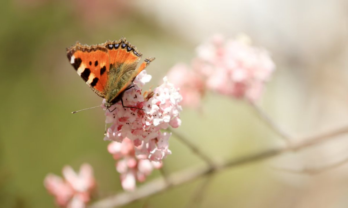 HiGansu's tweet image. 📸🌸As the temprature is rising, #Spring has come to Gansu. Different flowers are in full bloom across Gansu province (Photo by Qu Haidong).#SpringVibe #chinatravel #romantic #photography