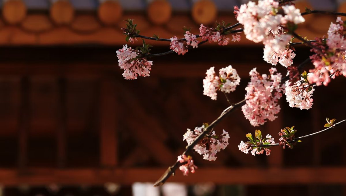 HiGansu's tweet image. 📸🌸As the temprature is rising, #Spring has come to Gansu. Different flowers are in full bloom across Gansu province (Photo by Qu Haidong).#SpringVibe #chinatravel #romantic #photography