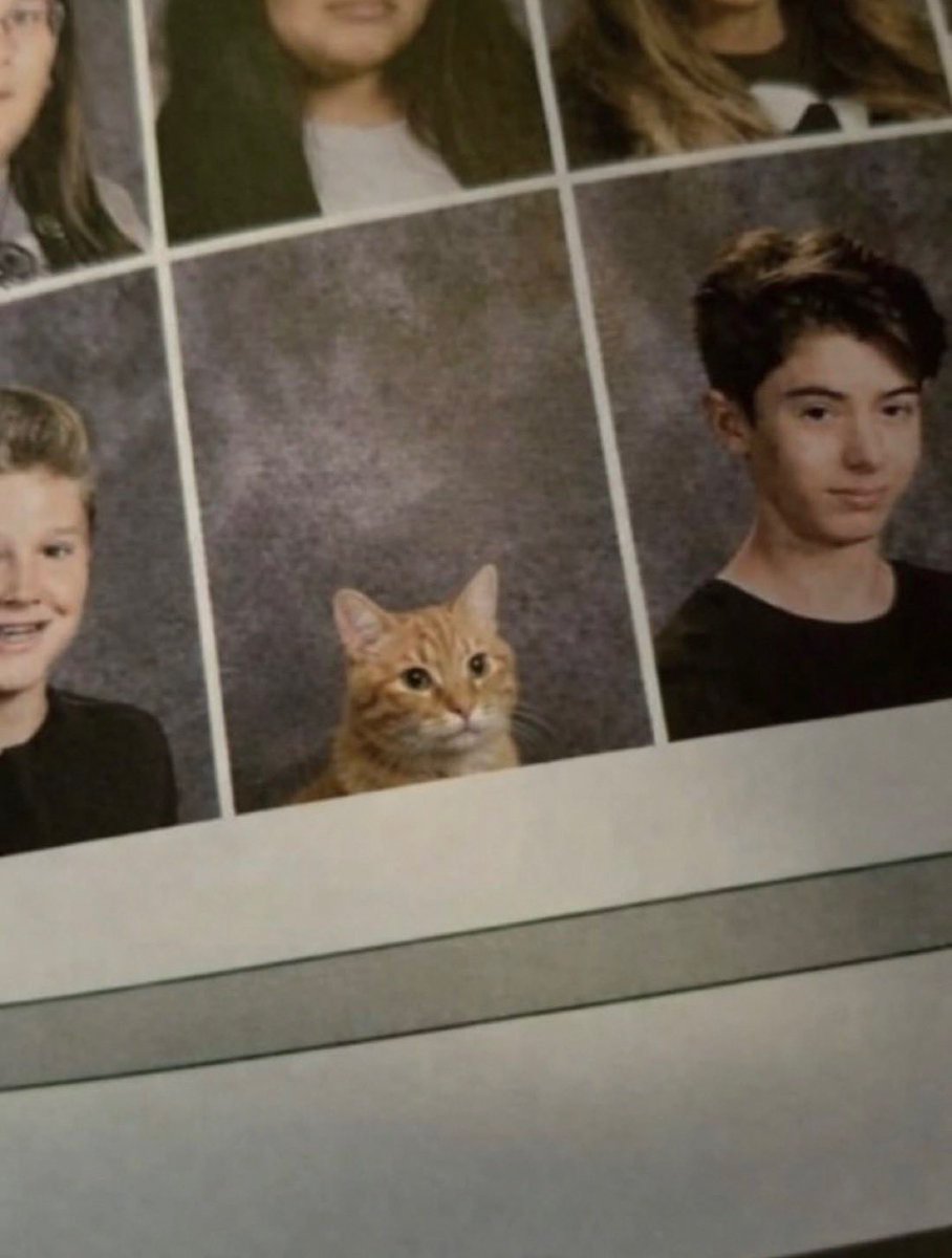 Cute Cats 🐱 tweet media