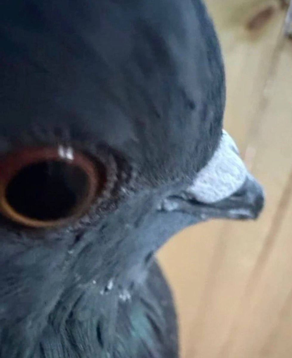 ⭑Kirbi⭑ tweet media