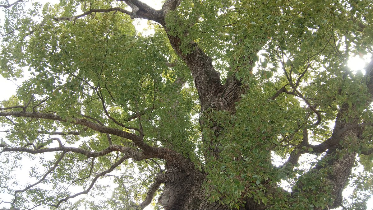 L46_90's tweet photo. ストーリー、終わりました
公園のこちらの木を見ると、ポルテちゃんを思い出します https://t.co/GdSdKAREON
