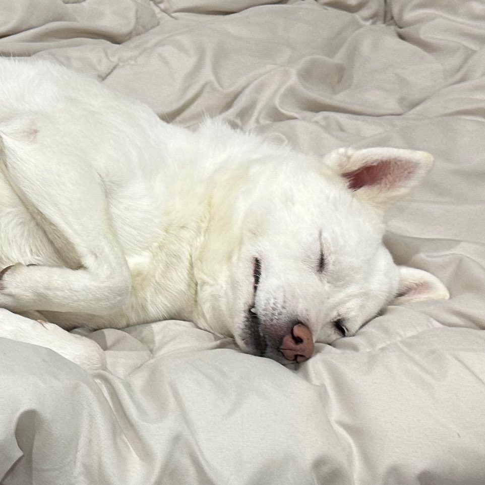 春壱 Haruichi tweet media