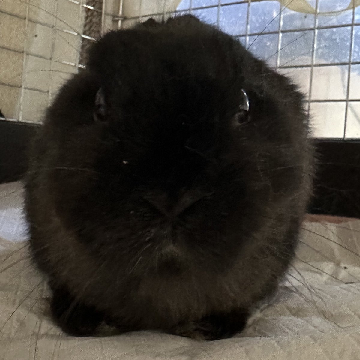 春壱 Haruichi tweet media