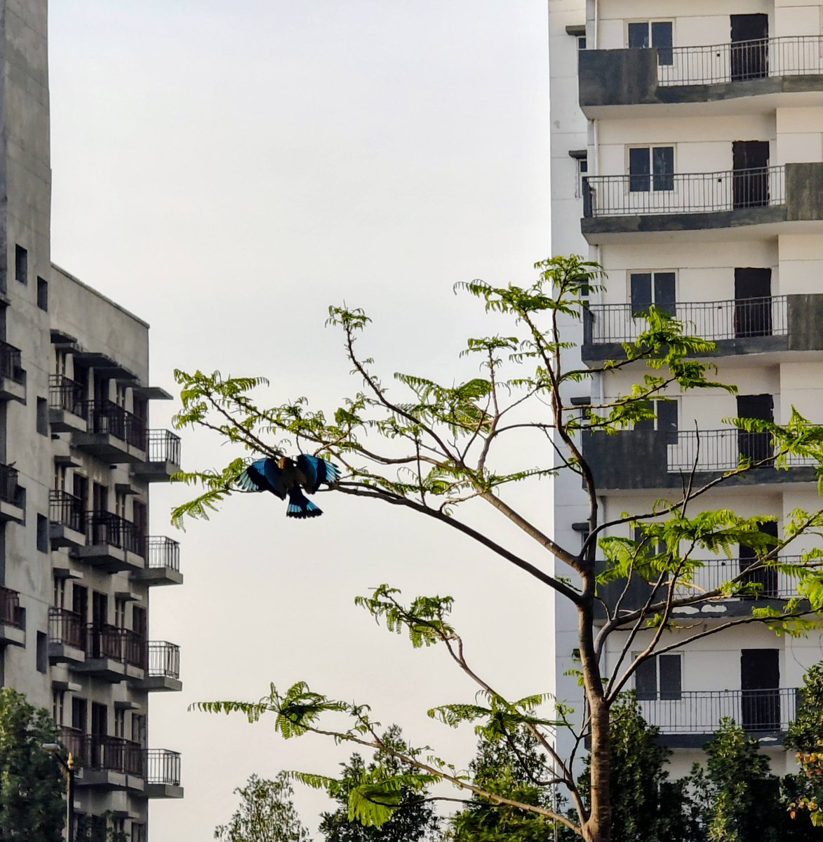 n_aficionado's tweet photo. Was looking at the tree.
Then the tree opened blue wings.
#BirdsofIndia #NoviceBirder #IndianRoller https://t.co/K5zq61Q95a
