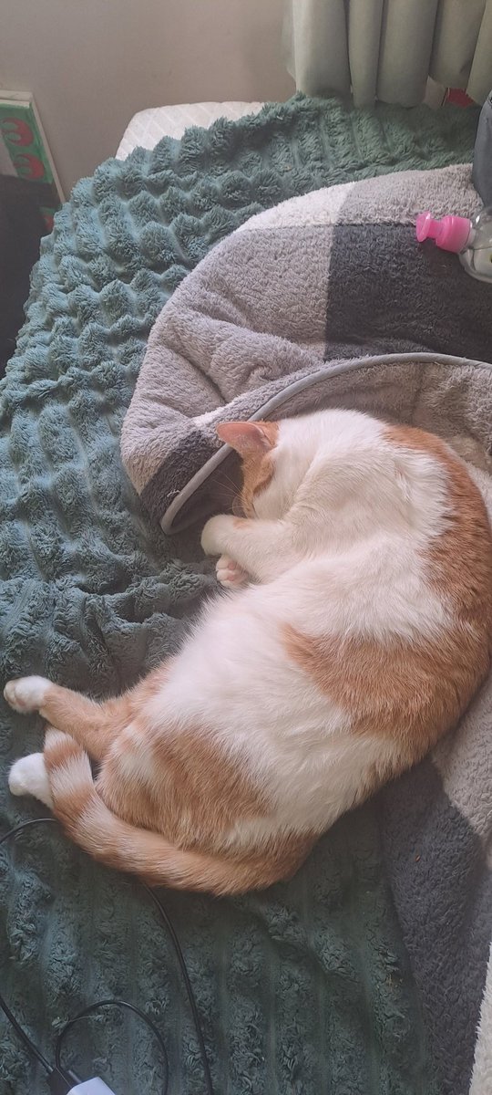 DesiCubUkCugar's tweet photo. My baby ❤️❤️❤️ neko san #CatsOfX #orangecat https://t.co/epLeA8Rl8g