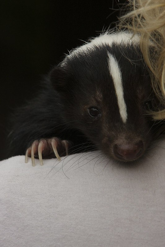 🦨Silver Ice Skunk| comms open!!! 🩵 tweet media