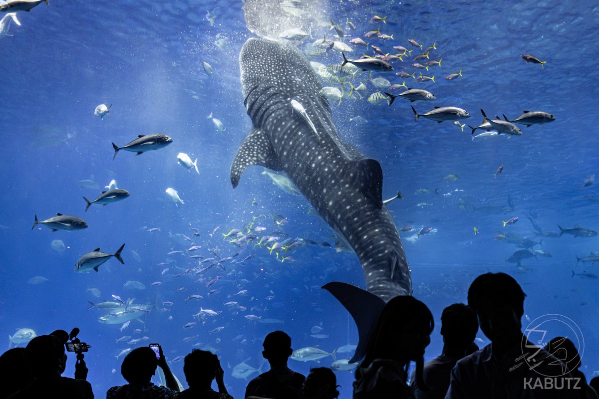 tan_sui_kabutz's tweet photo. 天気次第で水族館の見え方が変わるんです

←快晴の日　　大雨の日→ https://t.co/Aeqt8Xhyud