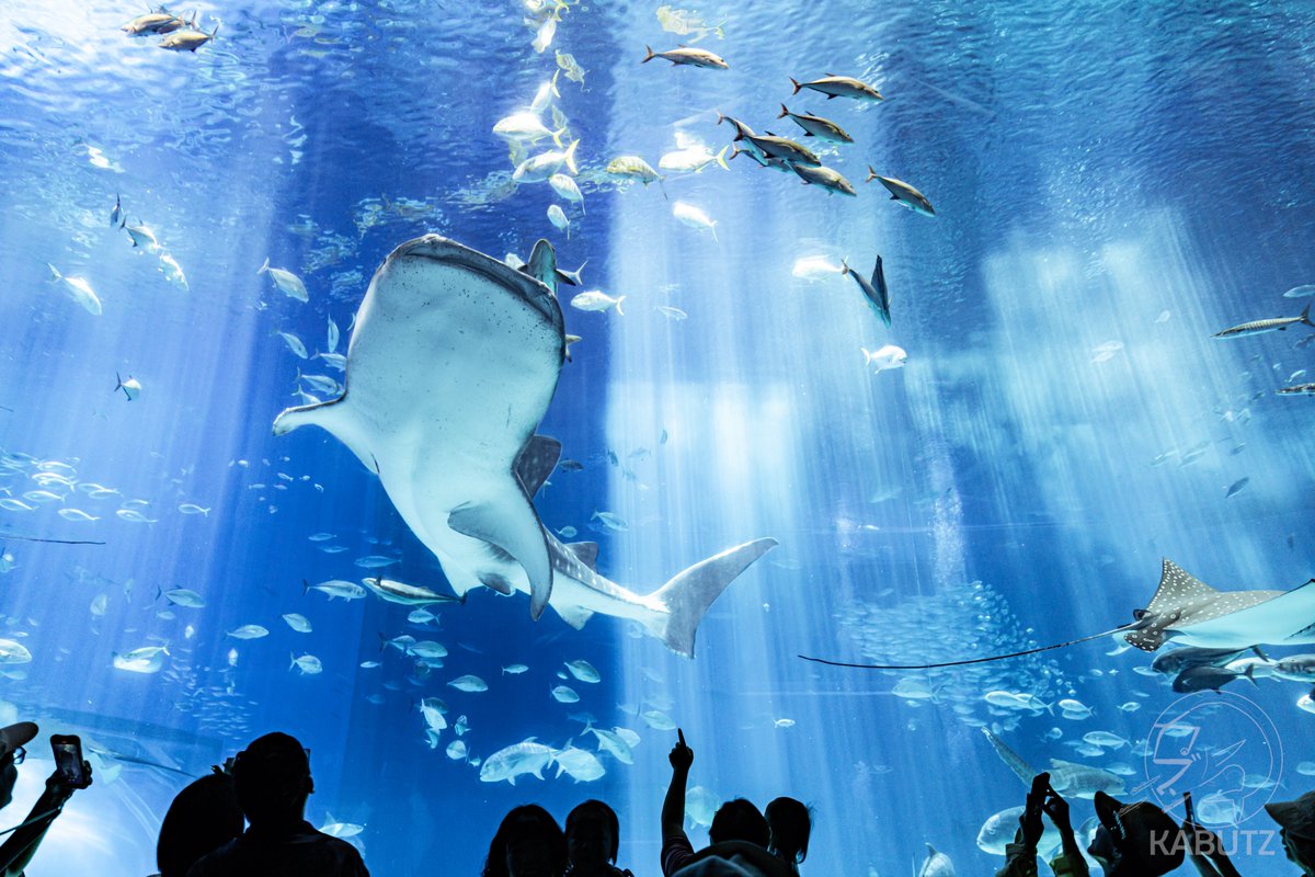 tan_sui_kabutz's tweet photo. 天気次第で水族館の見え方が変わるんです

←快晴の日　　大雨の日→ https://t.co/Aeqt8Xhyud