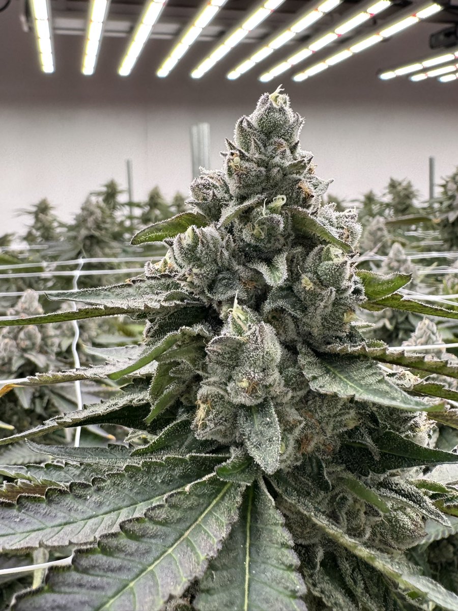 oscar bobadilla tweet media