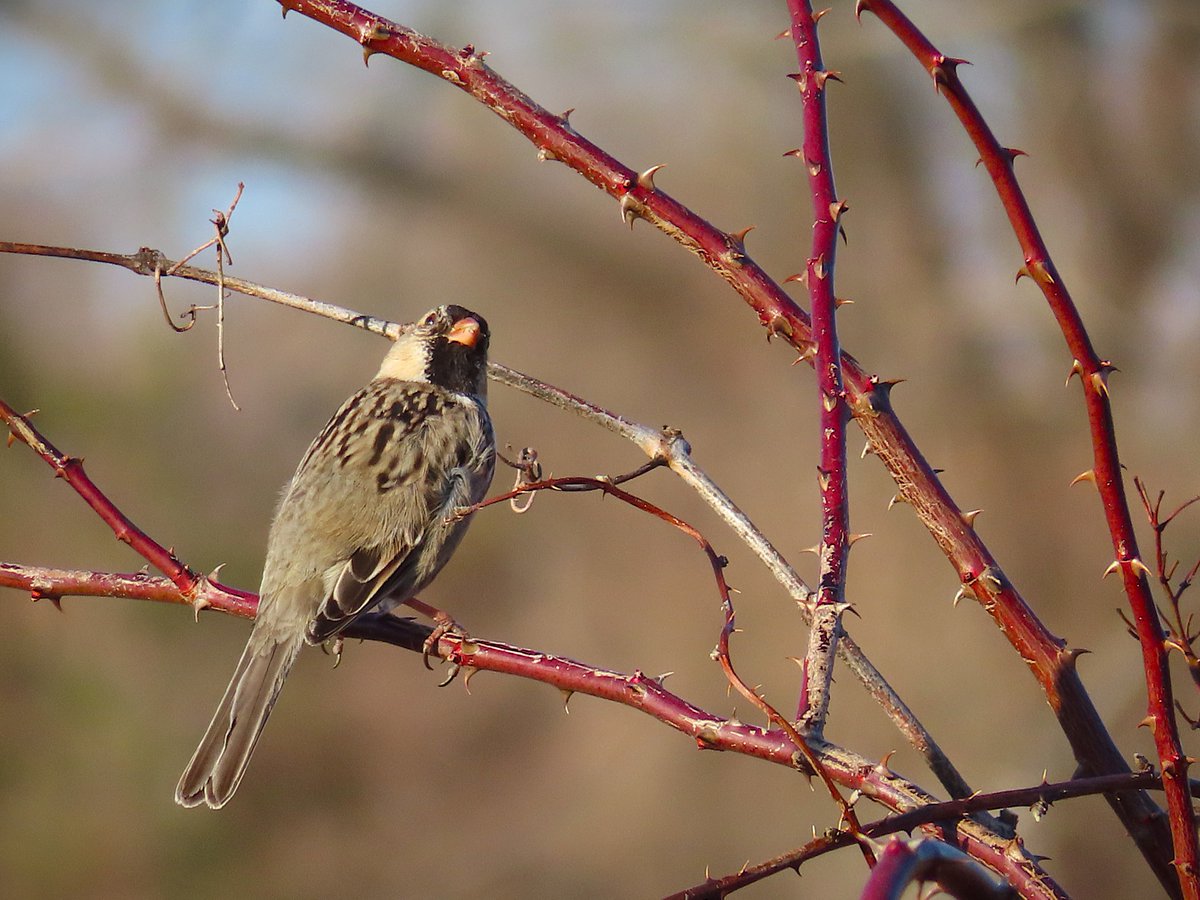 Richard Nelson tweet media