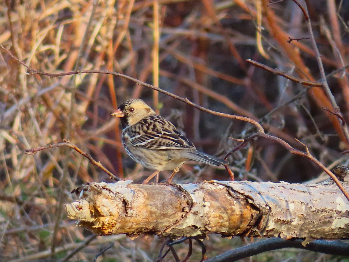 Richard Nelson tweet media