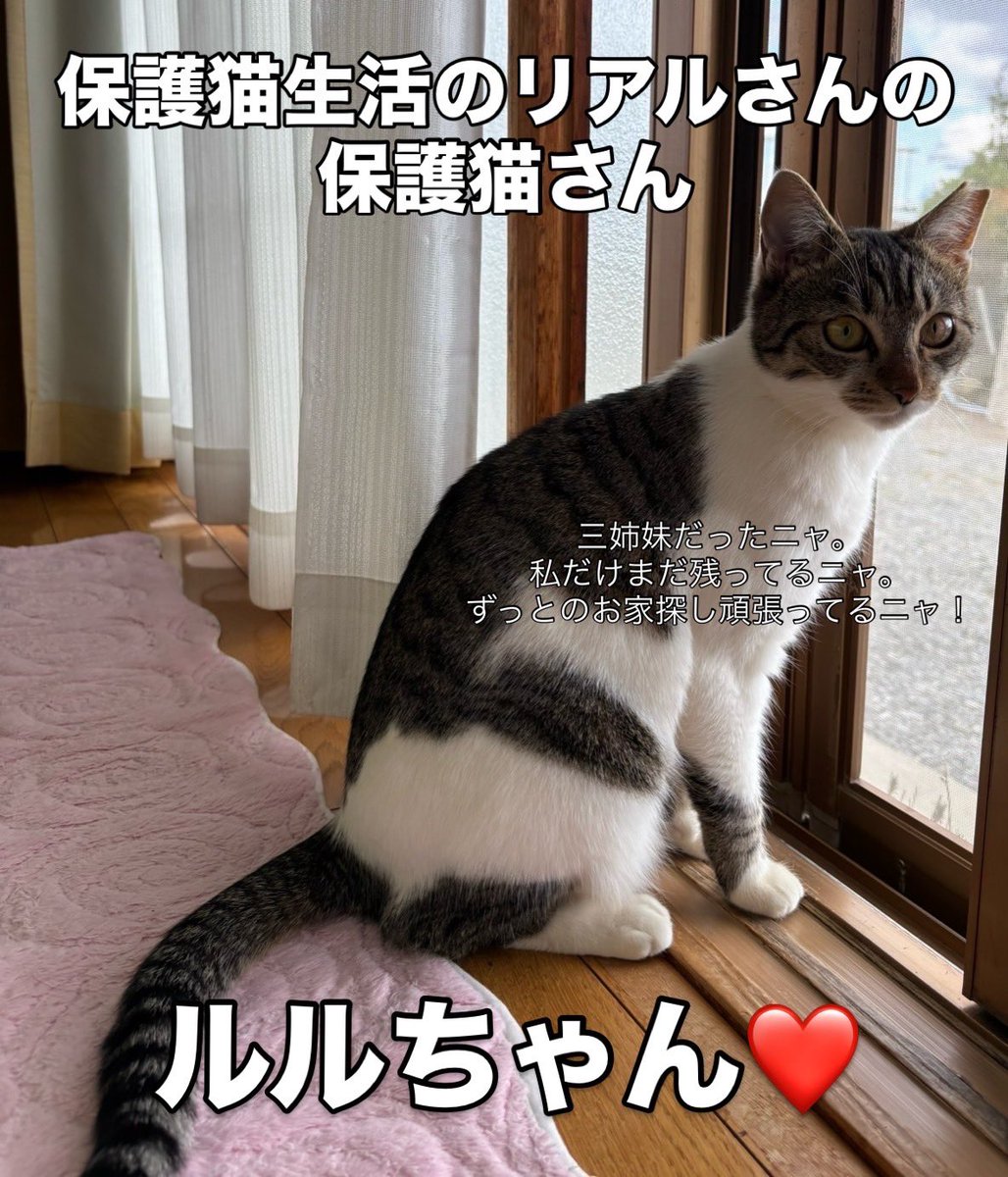 まだ予約入ってないです！！！😭

個人ボラさんからも
可愛い子たちが参加しますよ！！！

#宮城
#仙台
#譲渡会
#保護猫
#里親募集中