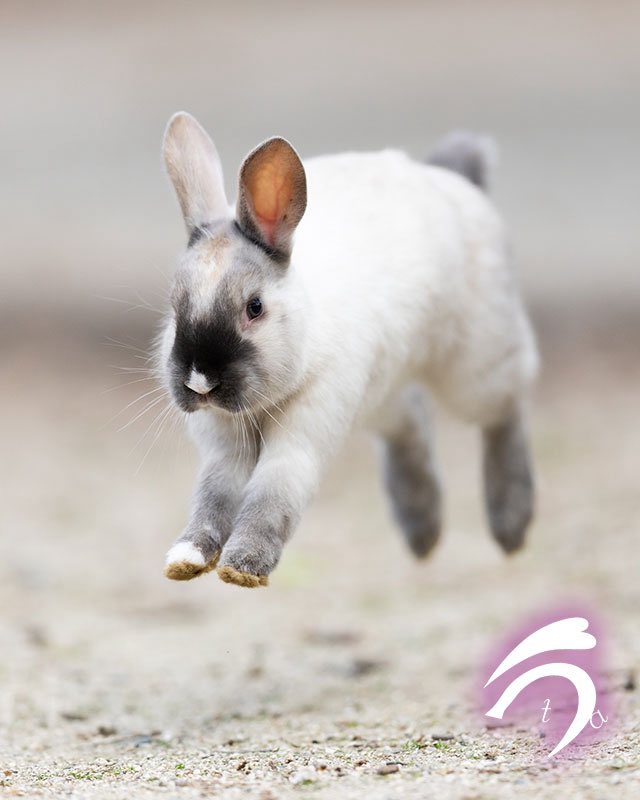 うさぎ写真家　uta tweet media