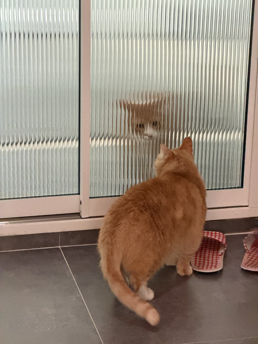 우리집강아지사진계정 tweet media