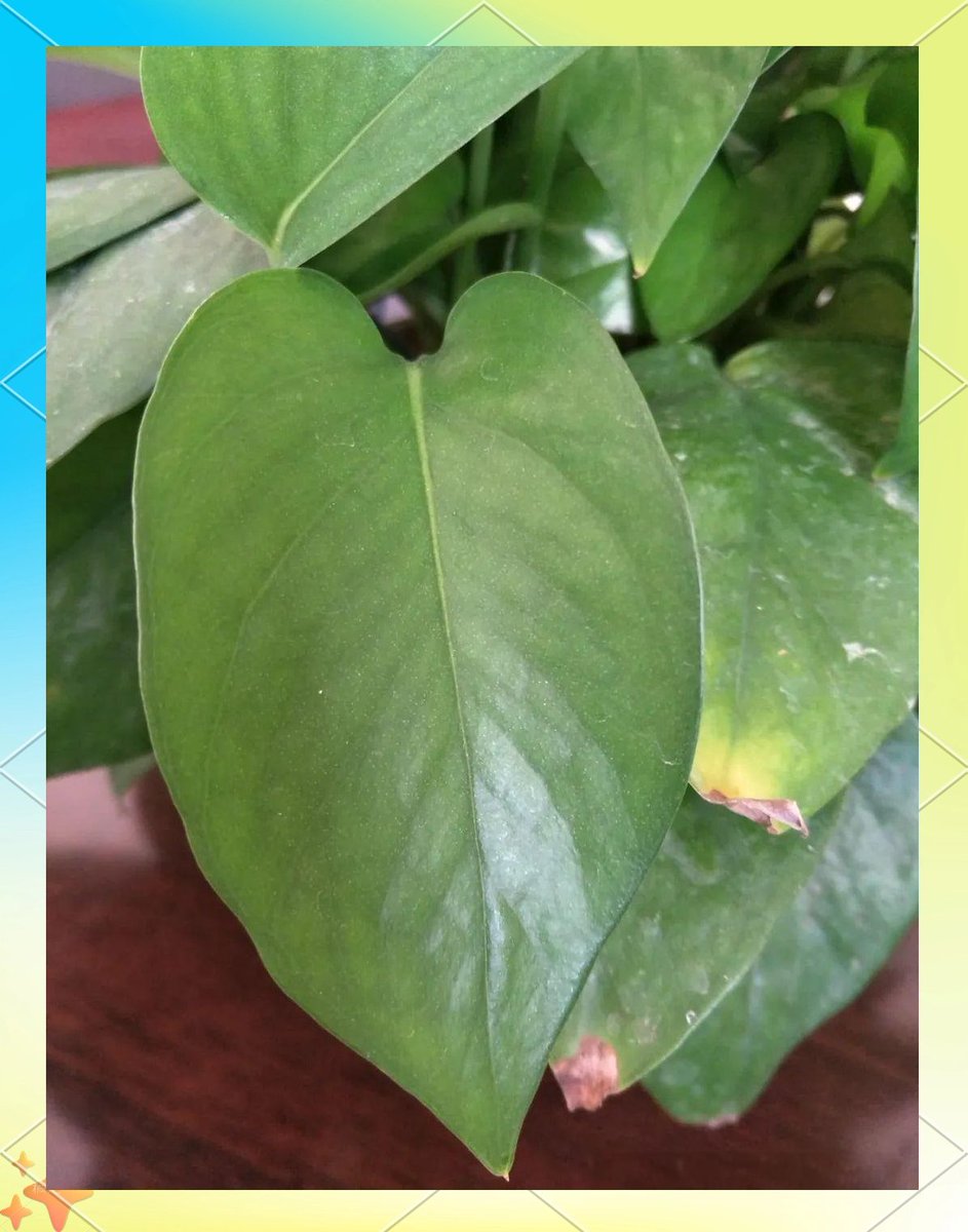 OG John AG Signal Advisor tweet media