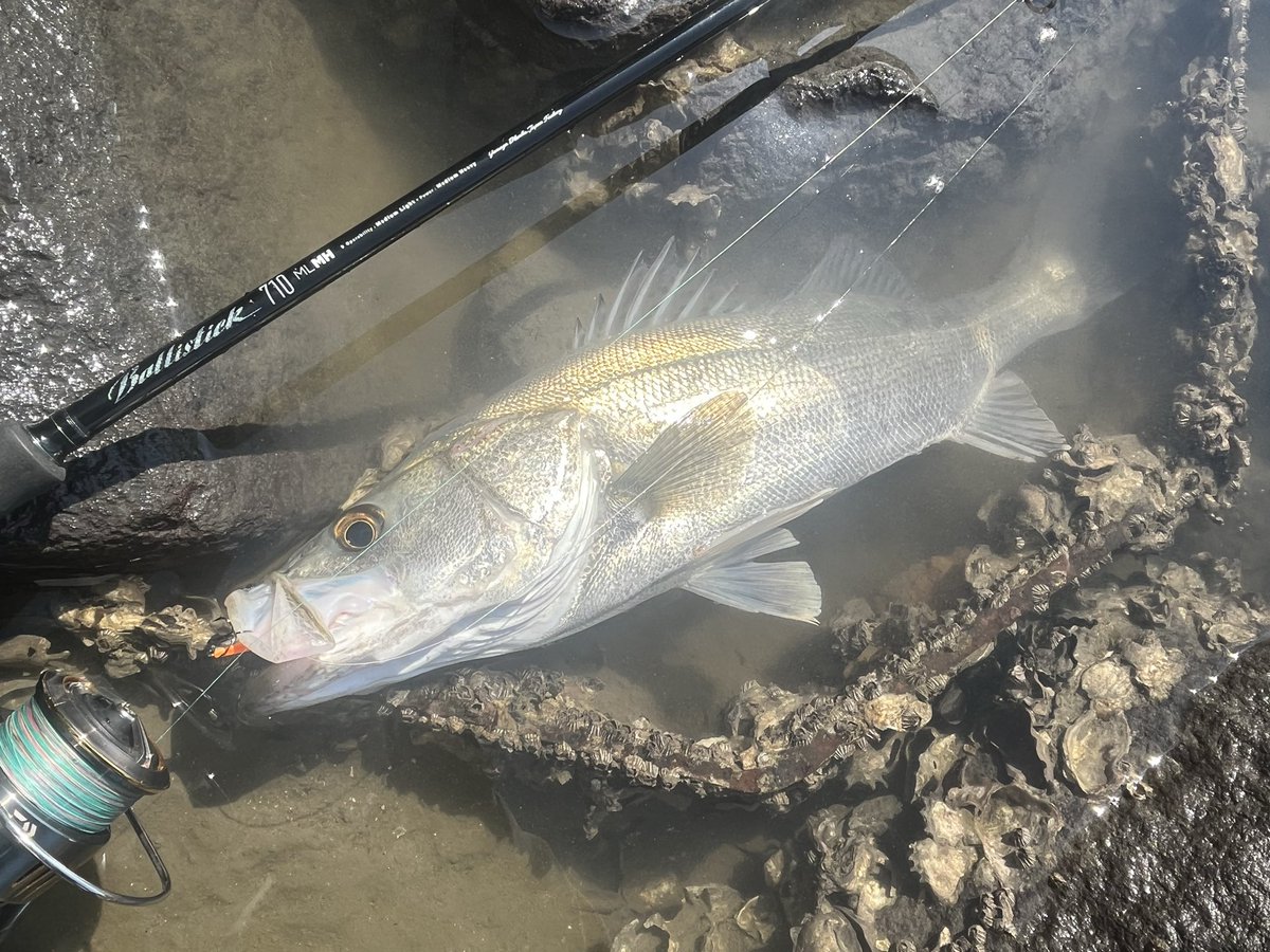 大内紀幸 tweet media