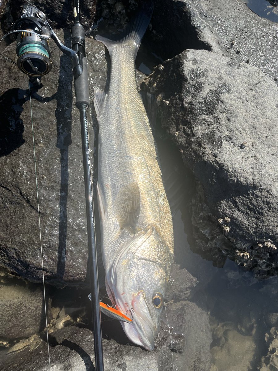 大内紀幸 tweet media