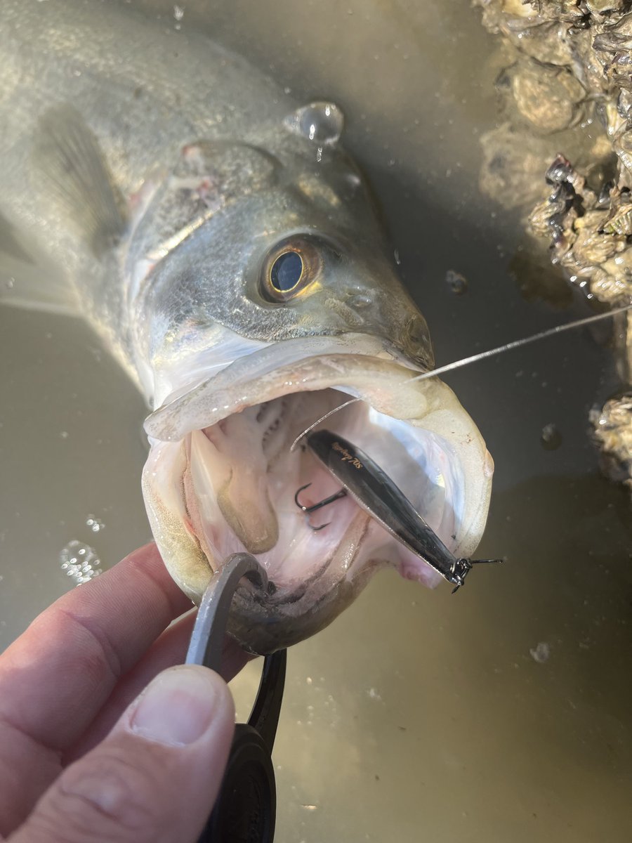 大内紀幸 tweet media