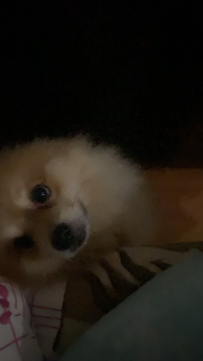 Az tavuk ver bıktım kuru mamadan bakışı 🫢