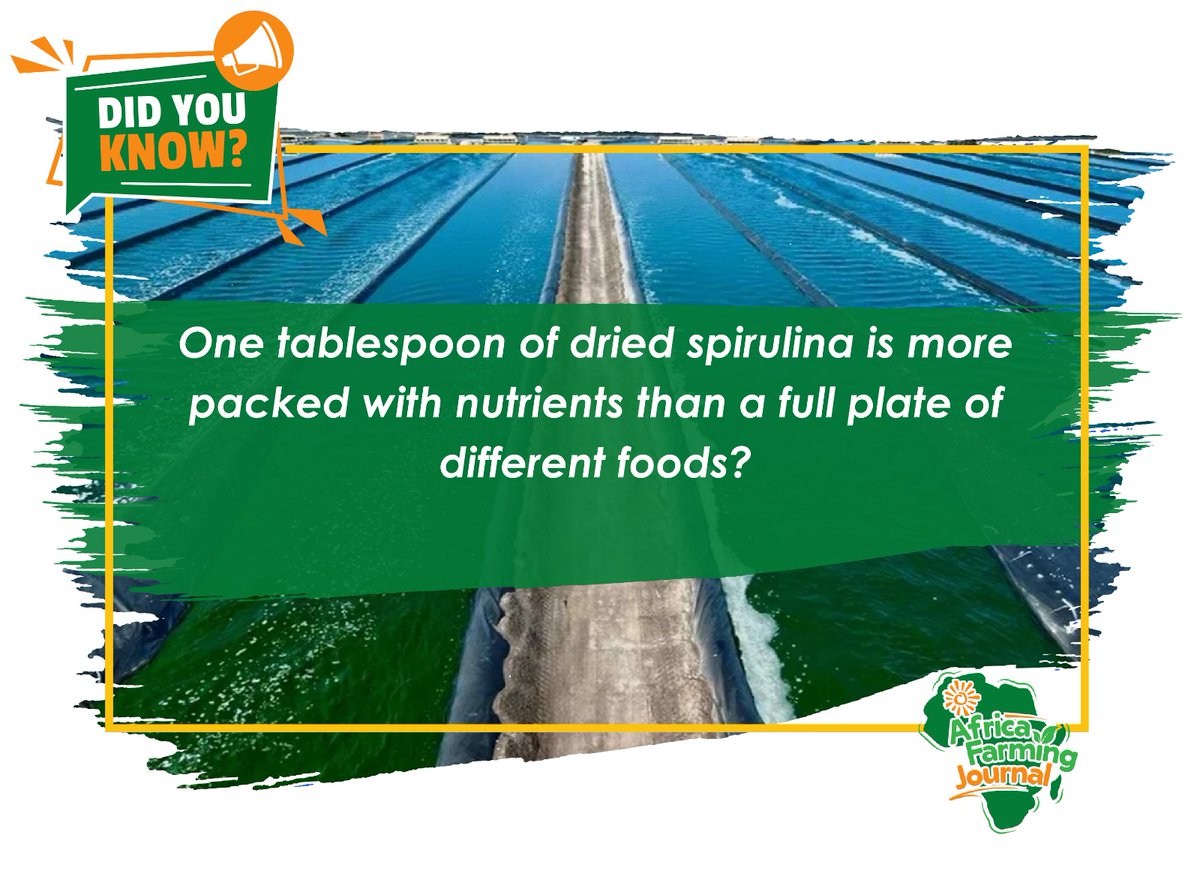 AfricaFarming_'s tweet image. Maize wilts at 32°C.
Spirulina thrives at 37°C.

Africa doesn't need more food. It needs smarter food.

60–70% protein. Harvests in days. Grows in brackish water.

The future of climate-smart agriculture is already growing. 🌍

#AgriTech #Spirulina #ClimateResilience