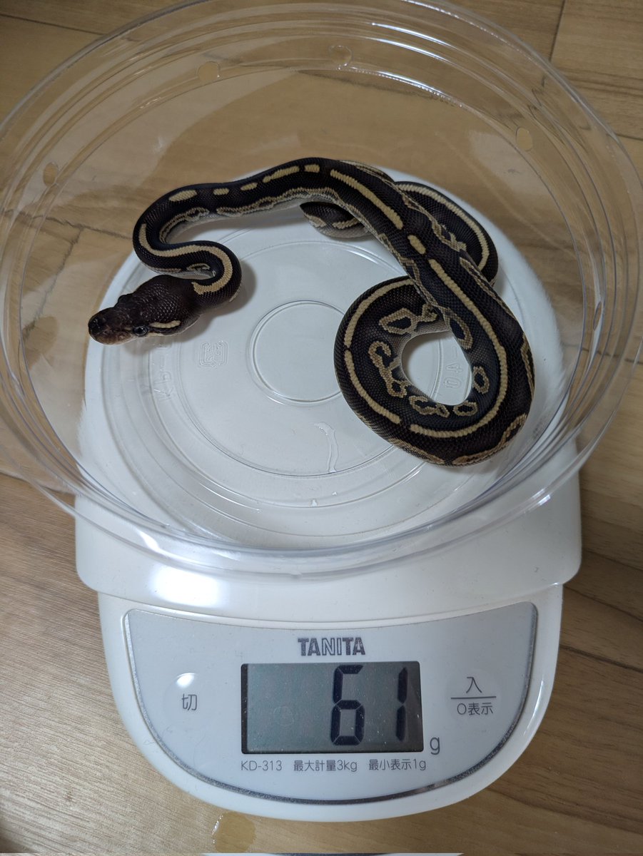 Ball_Holic0128's tweet image. 今週末のさいたまEXPOに連れて行く予定の🐍達🎵
①BHモハベ(RG)
②BHモハベRA
③BH HRA
④BHモハベHRA(RG)
④の子は食いムラが有るので連れて行くか悩み中🥹
レッドアザンは見たいとの要望が有ったのでとりあえず連れていきます✨
＃ボールパイソン
＃爬虫類
＃EXPO