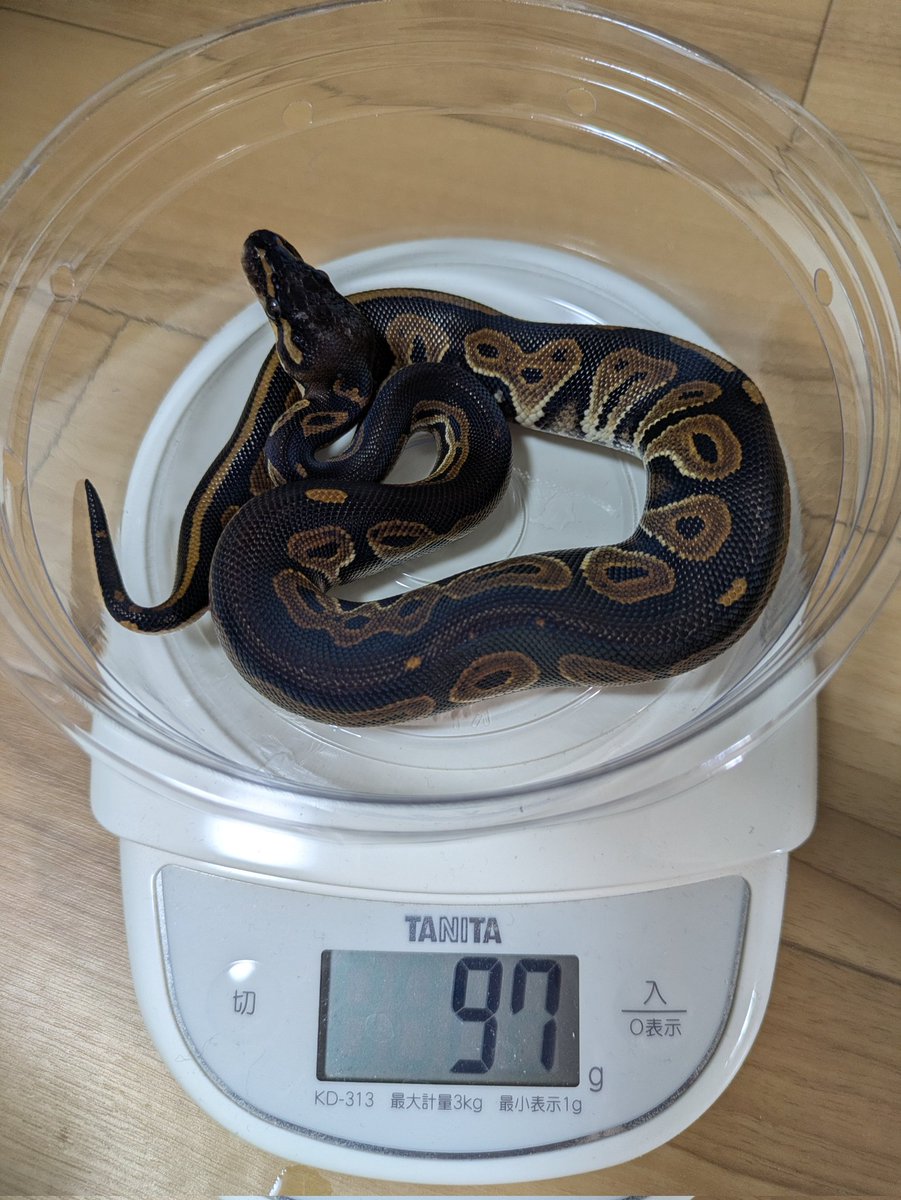 Ball_Holic0128's tweet image. 今週末のさいたまEXPOに連れて行く予定の🐍達🎵
①BHモハベ(RG)
②BHモハベRA
③BH HRA
④BHモハベHRA(RG)
④の子は食いムラが有るので連れて行くか悩み中🥹
レッドアザンは見たいとの要望が有ったのでとりあえず連れていきます✨
＃ボールパイソン
＃爬虫類
＃EXPO