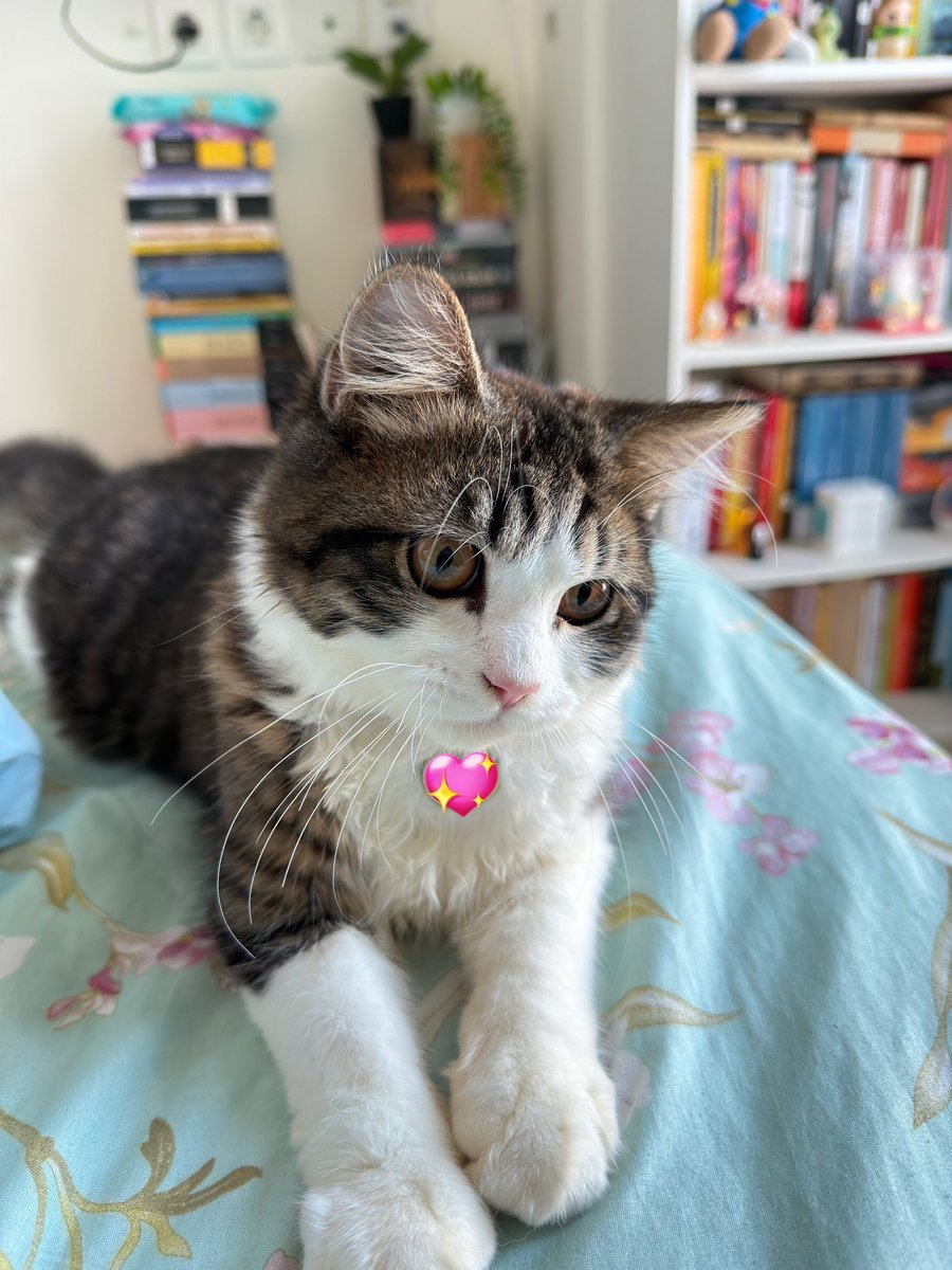 kitty maru. tweet media