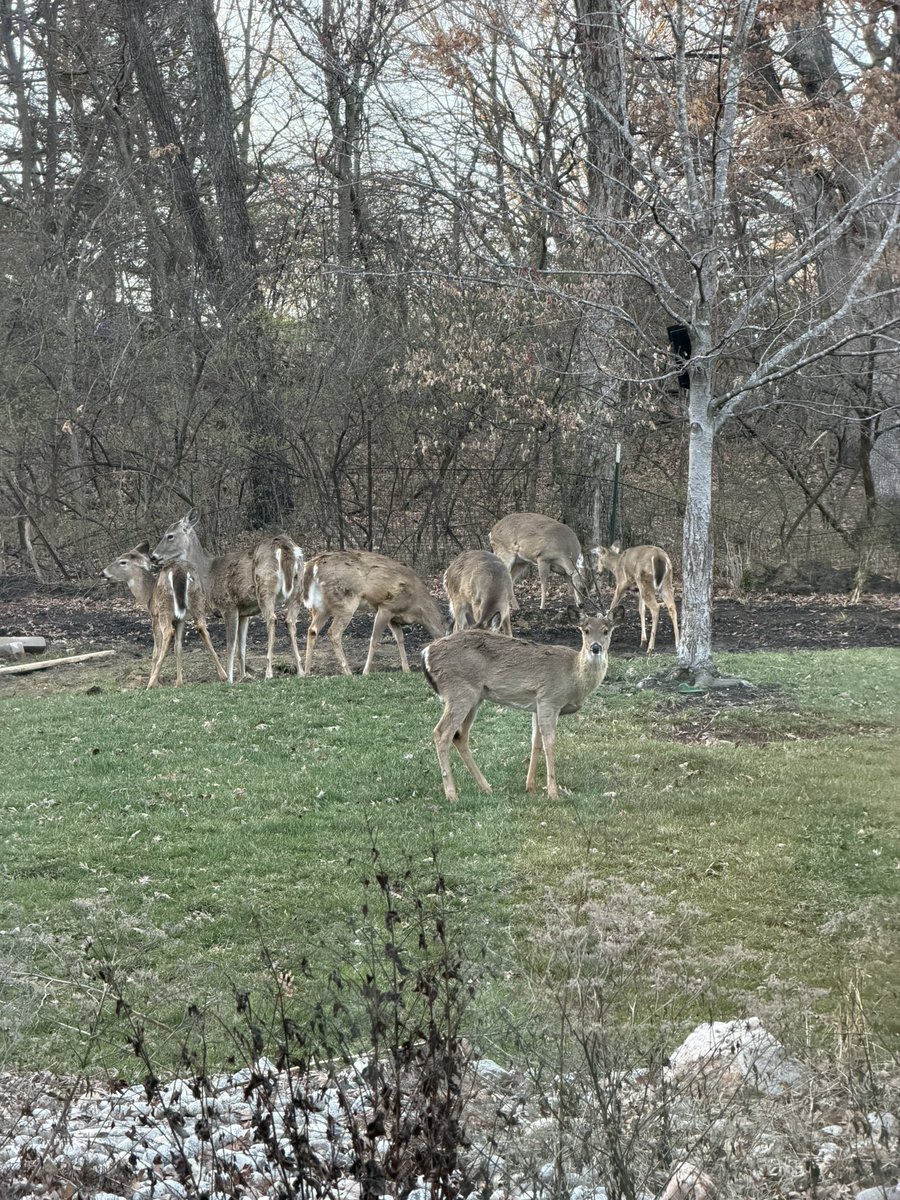 Macaiyla tweet media