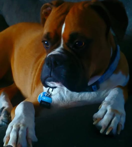 Wes Henderson tweet media