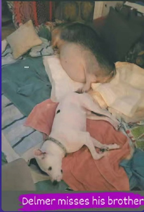 Delmwe does miss his brother..od I say where is Wilbur he goes to the br window to look out at his house grave ..he knows he is so smart.